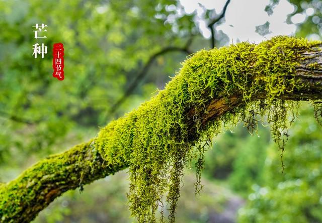 棉；芒种在尾热死老牛”今年哪？pg电子平台“芒种在头六月穿(图3)